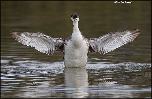 _1SB9919 western grebe.jpg